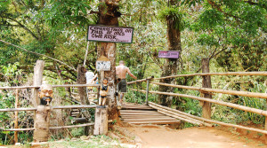 bamboo-bridge-at-mayfield-falls